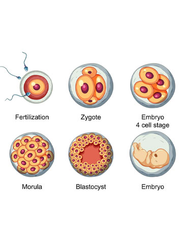 IVF Success Rates by Age and Number of Embryos