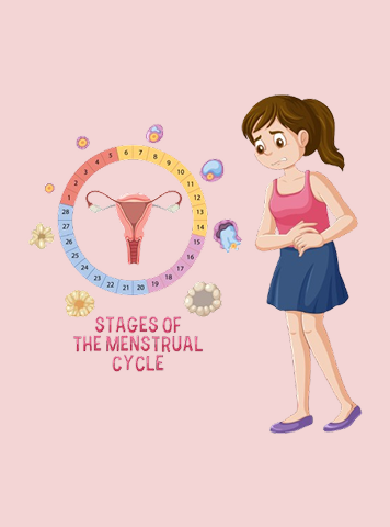 Menstrual Cycle in Hindi