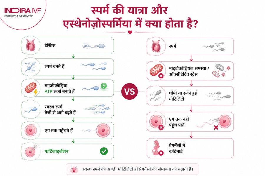 स्पर्म मोटिलिटी कैसे काम करती है