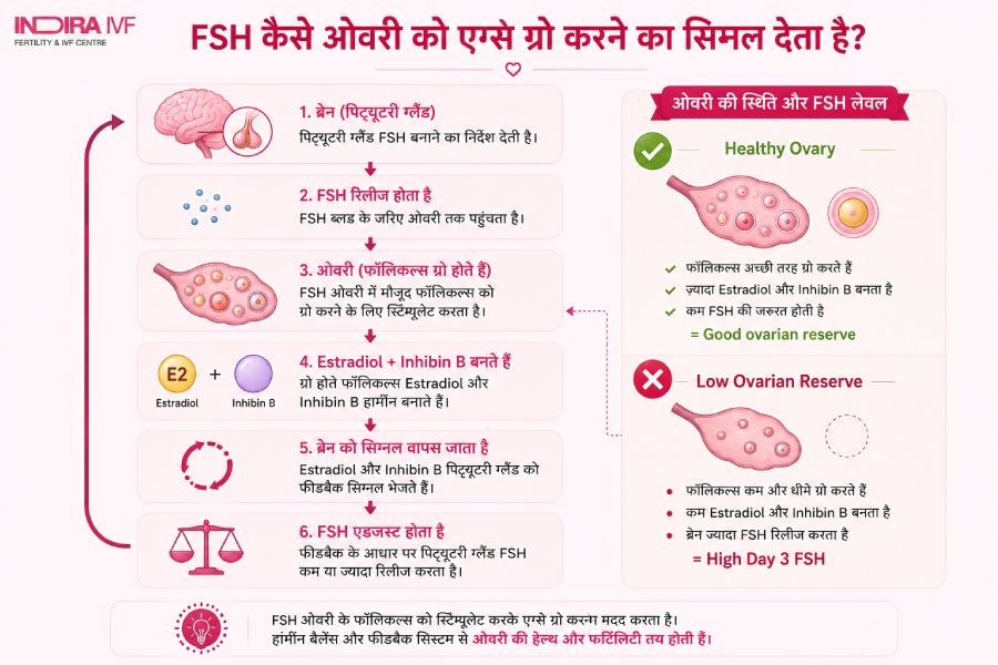 ब्रेन और ओवरी के बीच FSH कैसे काम करता है
