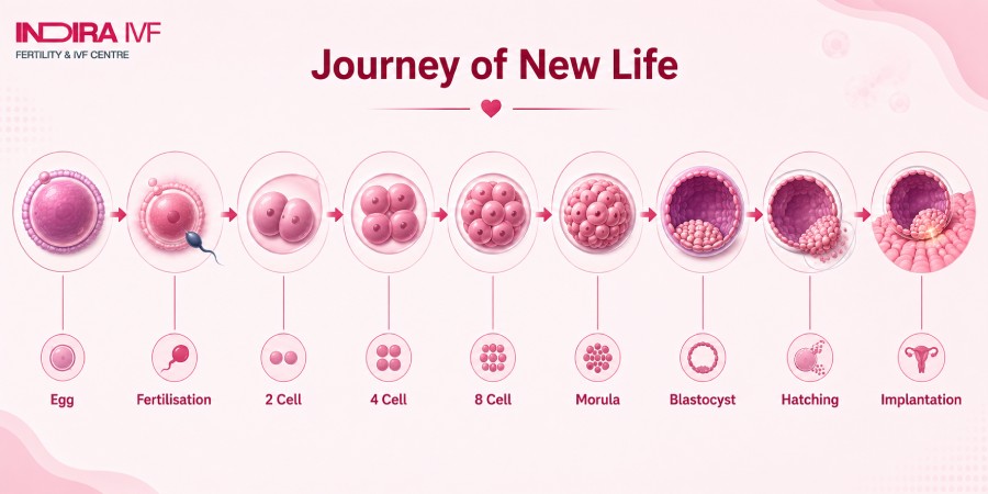 What are the Stages of Blastocyst Formation