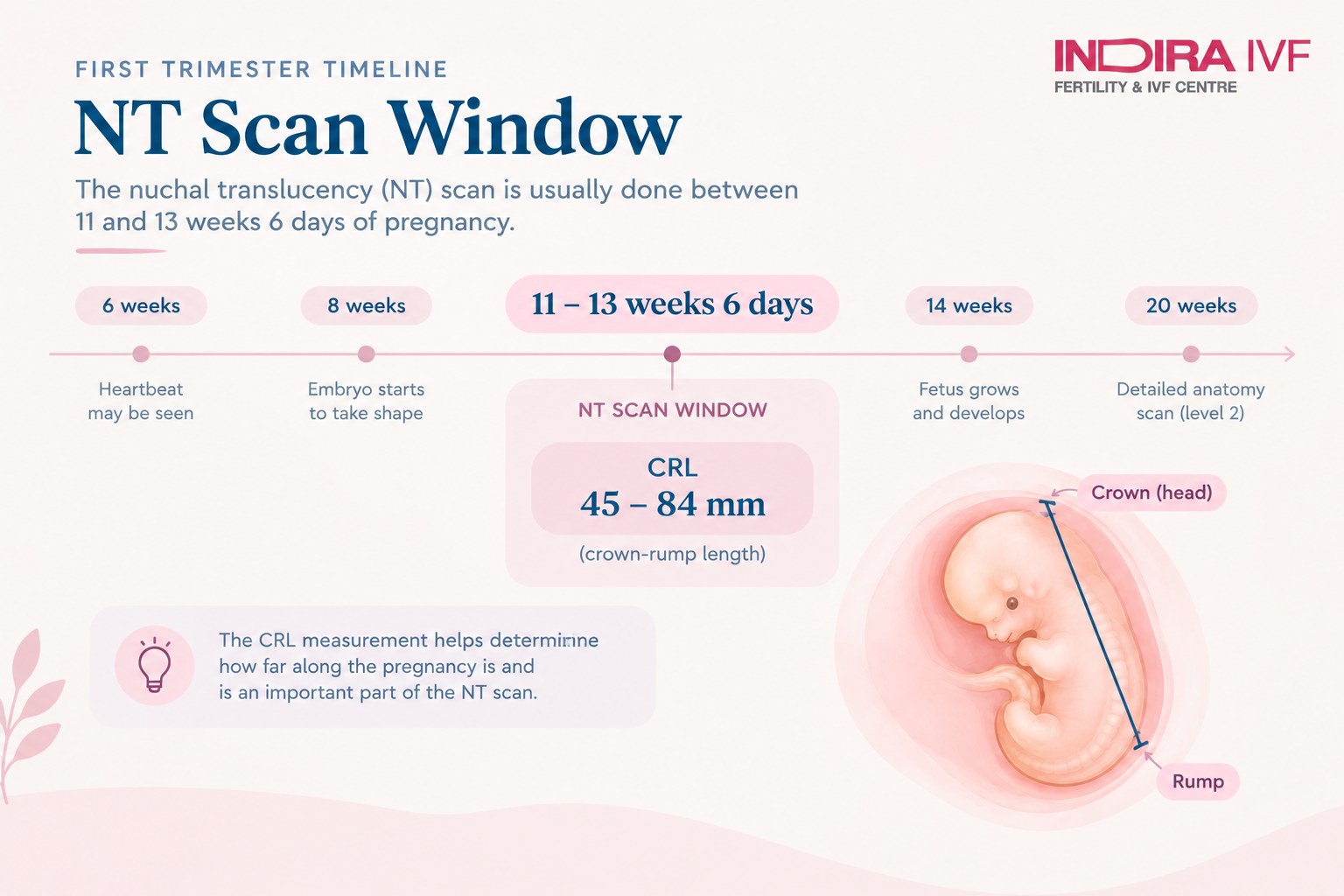 NT Scan Window