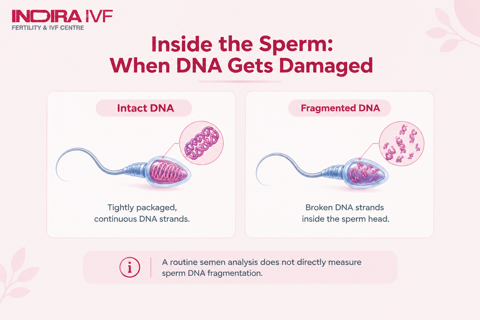 Inside the Sperm