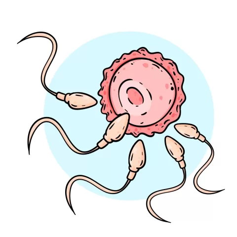 TESE Procedure: Steps, Success Rate, Recovery & Male Infertility Use