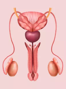 Varicocele Symptoms in Tamil: அறிகுறிகள் மற்றும் கருவுறுதல் தாக்கம்