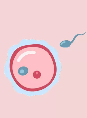 Embryo in Hindi: IVF में एम्ब्रीओ को समझें 