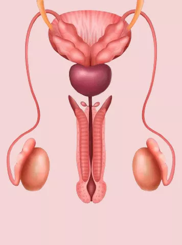 Varicocele Symptoms in Tamil: அறிகுறிகள் மற்றும் கருவுறுதல் தாக்கம்