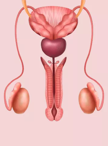 What is a Scrotal Doppler Test and Why is It Done?
