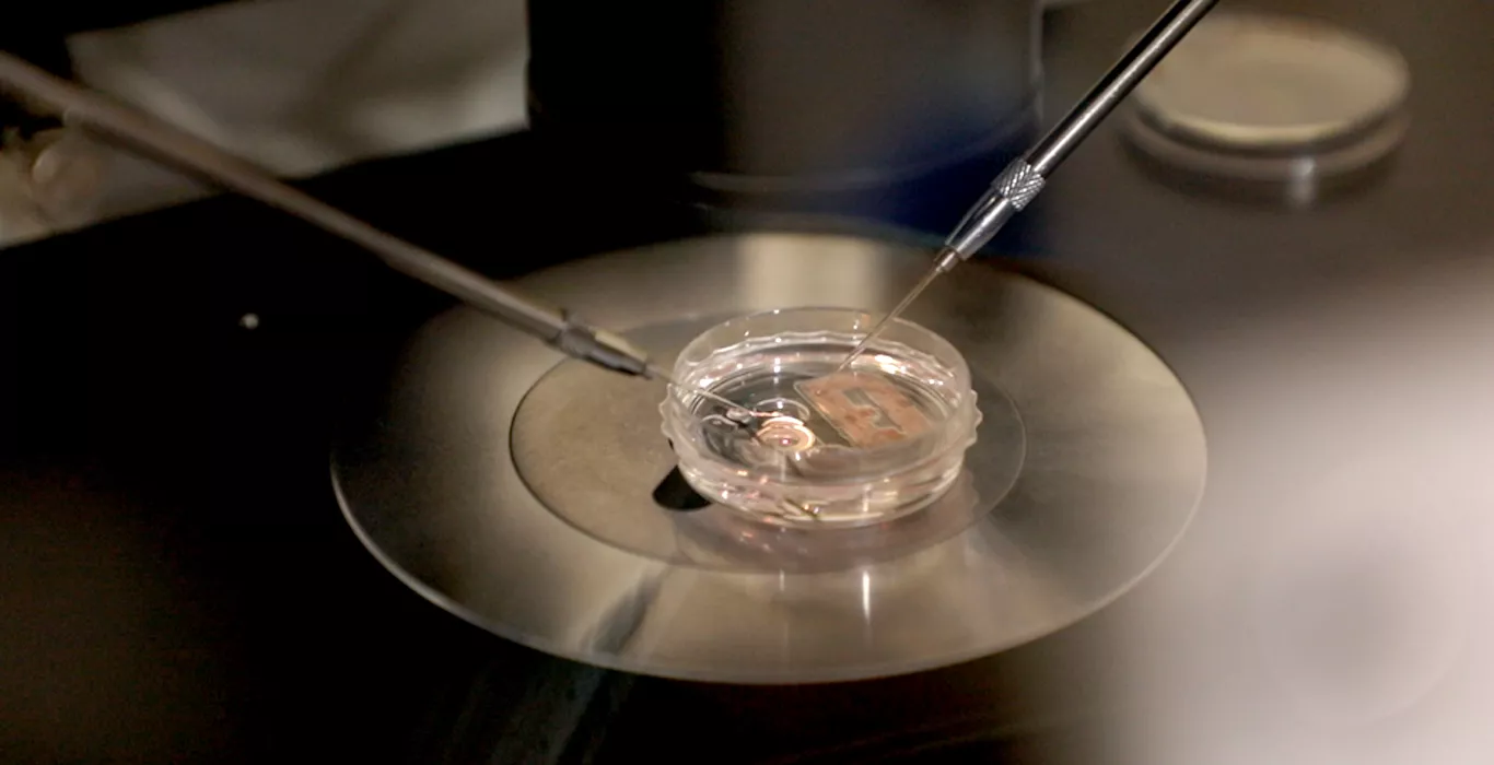 How to decide which embryo can be used during IVF?