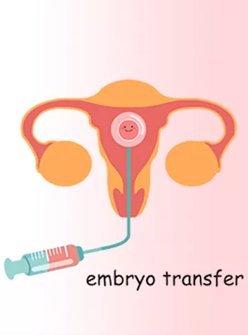 How Do Embryos Travel Along The Fallopian Tube?