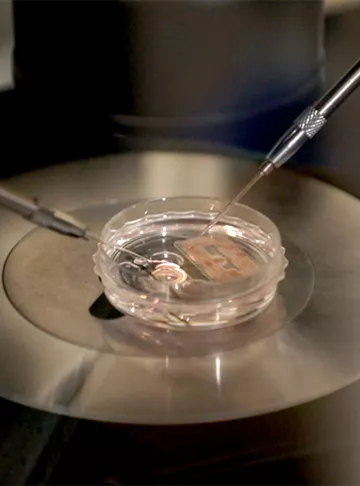 How to decide which embryo can be used during IVF?