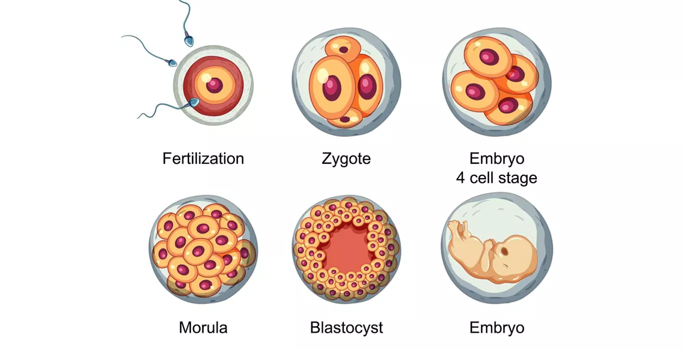 IVF Success Rates by Age and Number of Embryos