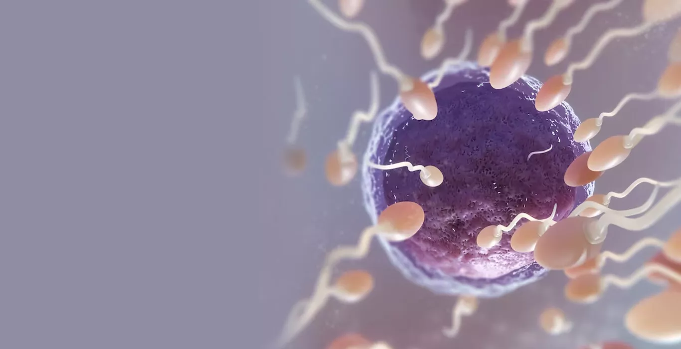 How much time does it take for a sperm to fertilize an egg during the ovulation process?