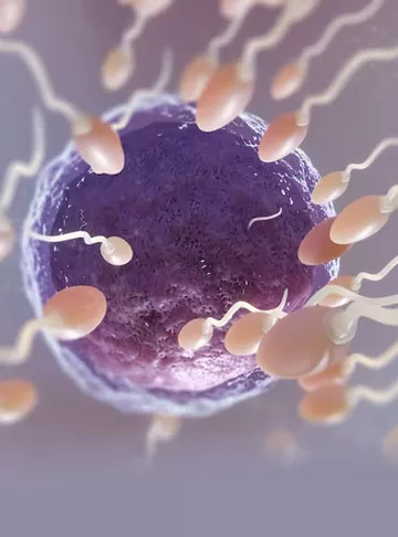 How much time does it take for a sperm to fertilize an egg during the ovulation process?