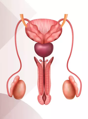 Testicular Atrophy