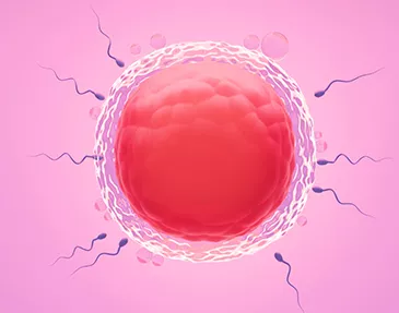 Treatments Offered  <a href='/infertility-treatment/in-vitro-fertilization-ivf-treatment'>In Vitro Fertilization (IVF)</a>